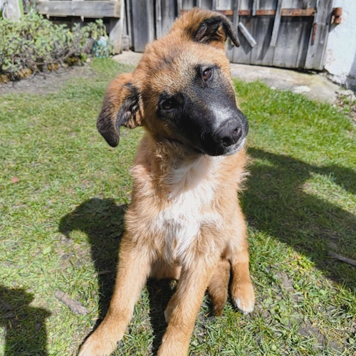 Sammy, die neue Werkstatthündin des Tonladen Hohenwart.